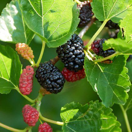 original mulberry tree gift