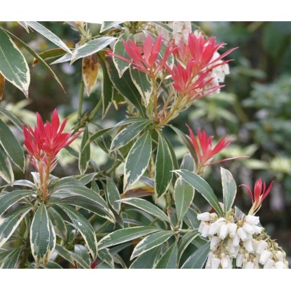 pieris list