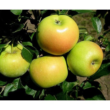 SONET sloupovitá zimní jabloň 2