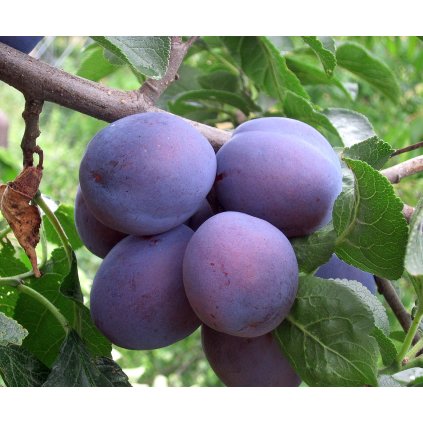 HERMAN raná pološvestka 2