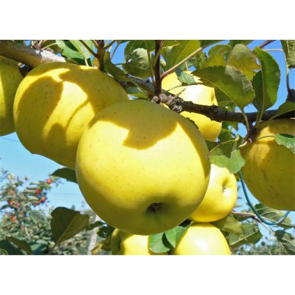 GOLD BOHEMIA zimní jablon