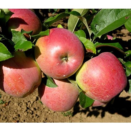 PRIMADELA zimní jabloň 3