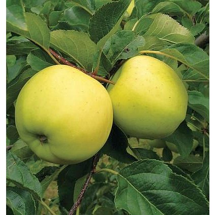 LUNA pozdně zimní jabloň 2