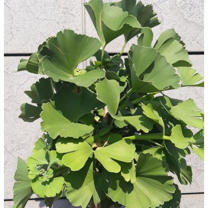 ginkgo
