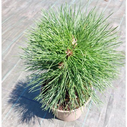 pinus bambino