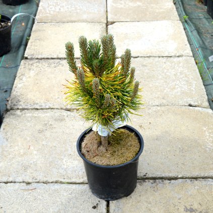 pinus mugo winter gold