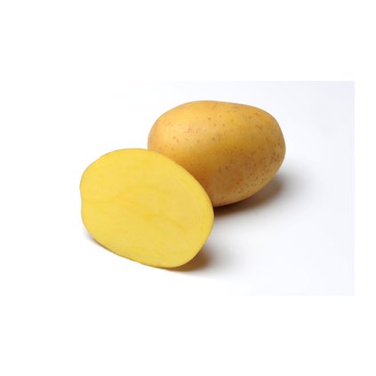 Anuschka velmi rana odruda brambor