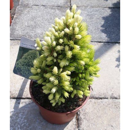 PICEA AUREA 2