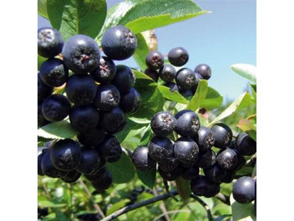 Aronia prunifolia Nero