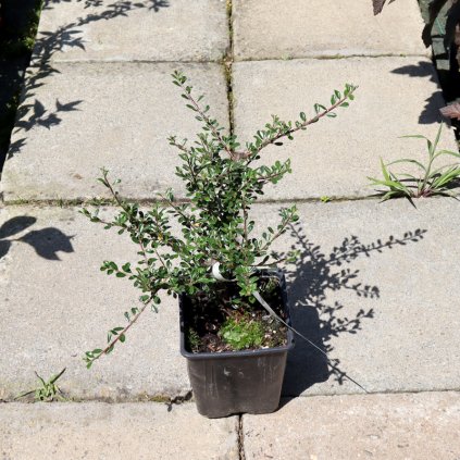 cotoneaster microphyllus skalnik sivolisty 01