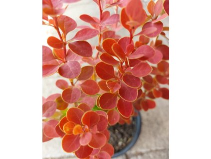 berberis orange sunrise