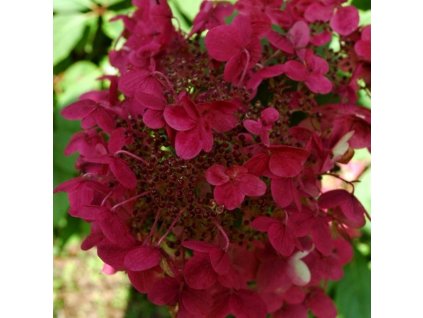 Hydrangea paniculata 'Wim's Red', hortenzie latnatá, výška 15-25cm, kontejner