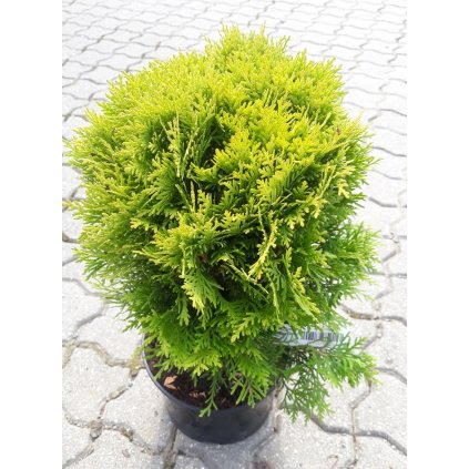 Thuja mirjam