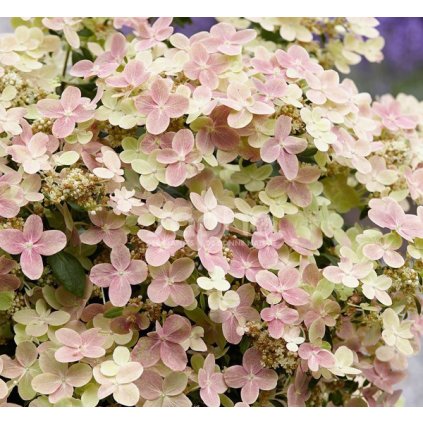 hydrangea paniculata polestar