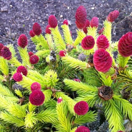 picea abies pusch 1