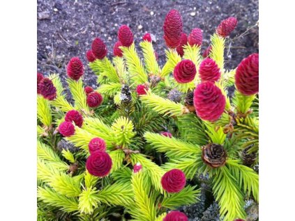 picea abies pusch 1