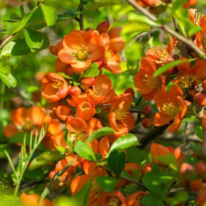 Chaenomeles superba Orange Trail 1