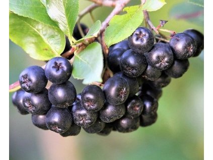 aronia