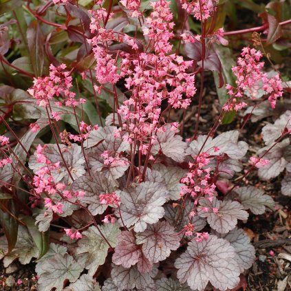 Heuchera Milan