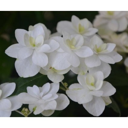 hydrangea serr hsopr014 white on white pbr 199 4