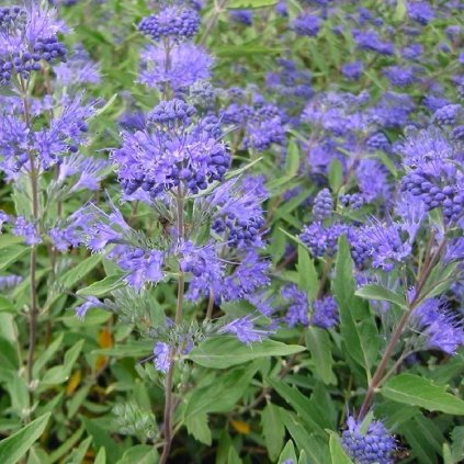 caryopteris heavenly blue