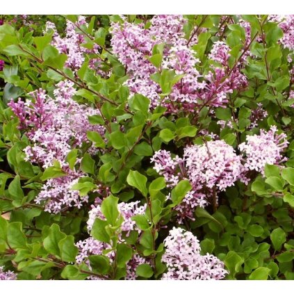 Syringa meyeri Palibin ano