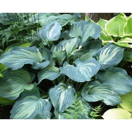 Guardian Angel Hosta