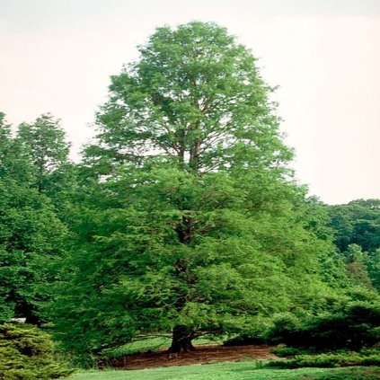 Taxodium distichum