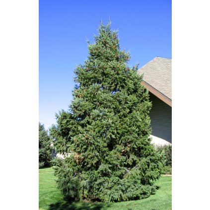 Pseudotsuga menziesii douglaska tisolistá 0