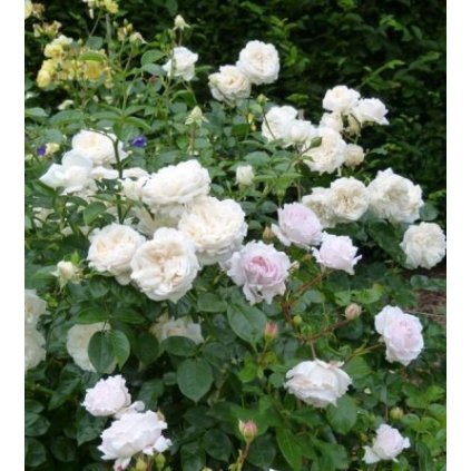 Rosa SEA FOAM, pokryvná růže, keřová, bílá, výška 20-30 cm, kontejner