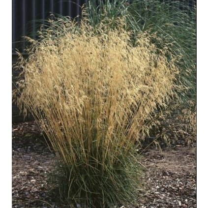 deschampsia cespitosa goldtau ruwe smele