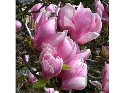 Magnolia x soulangiana květ
