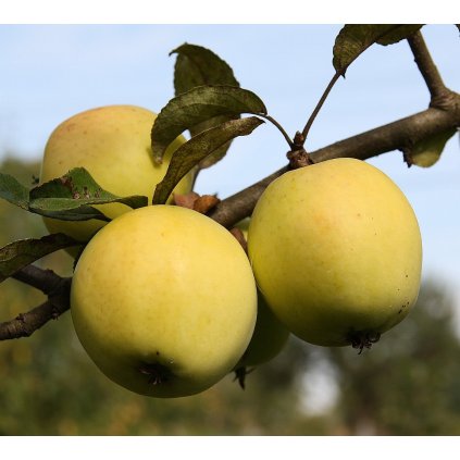 JADERNIČKA MORAVSKÁ pozdně zimní