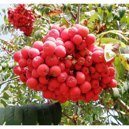 Moravsky sladkoplody web