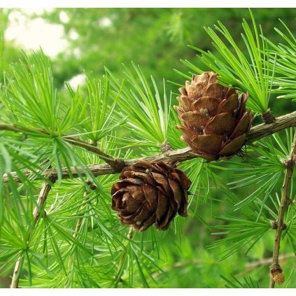 larix decidua větvička