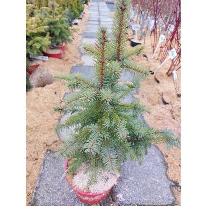 Picea pungens 'Glauca', smrk pichlavý, výška sazenice 50-60 cm, kontejner