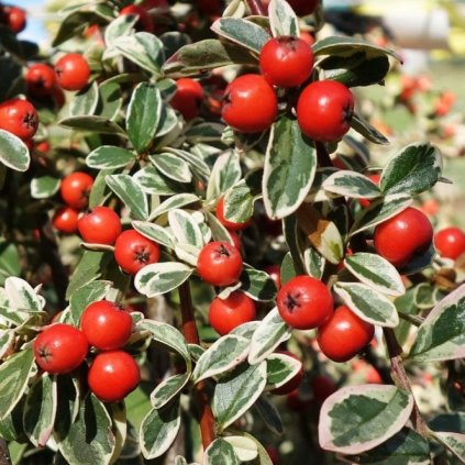 cotoneaster juliette