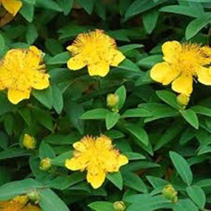 květ hypericum