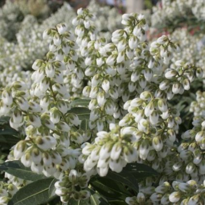 pieris jap. debutante 450x450