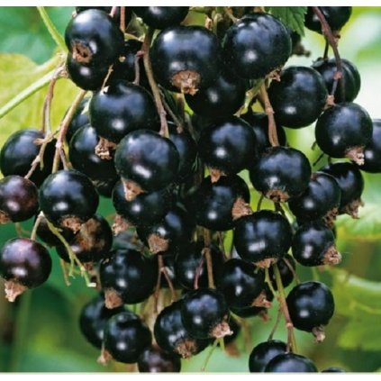 Černý středně pozdní rybíz NARVE VIKING, keřový, prostokořenná sazenice