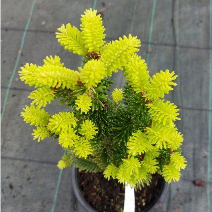 pyramidalis