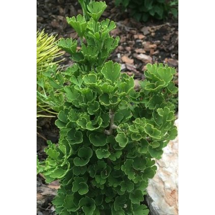 ginkgo biloba little joe