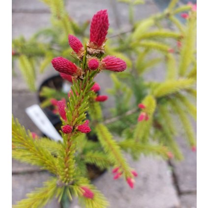Picea cruenta