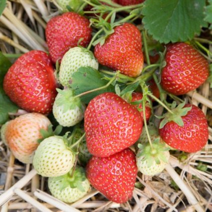 Strawberry Honeoye 01