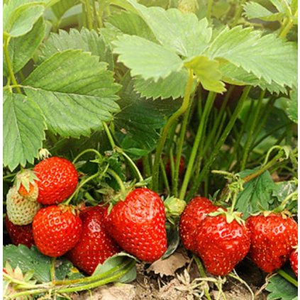 Jednouplodící raný jahodník 'POLKA', kontejner 8-10cm