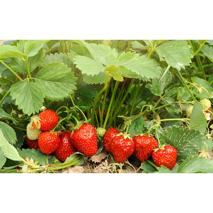 POLKA jednouplodící raný jahodník