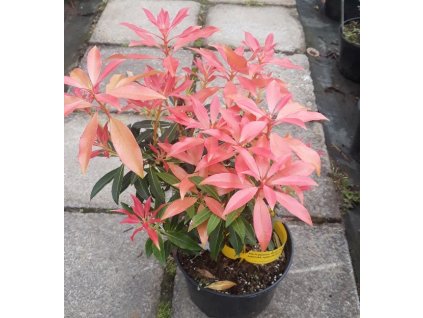 pieris flame 2