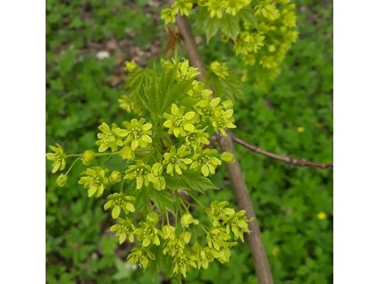 acer platanoides květ