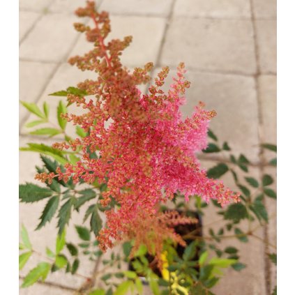 Astilbe arendsii 'Anita Pfeifer