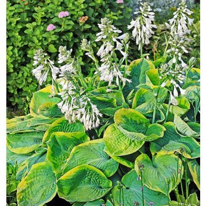 Hosta FrancesWilliams